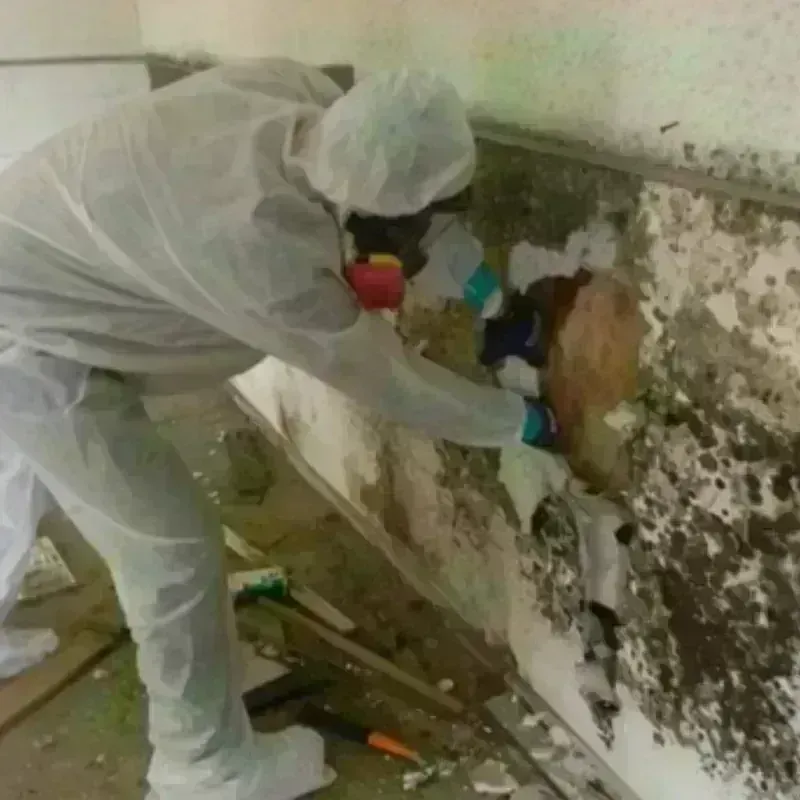 Mold Remediation and Removal in Clinton County, IA